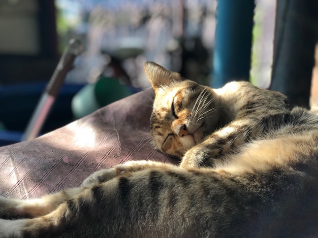 El gato atigrado gris que miente para la relajación por la mañana, tiene luz del sol en el cuerpo, gatito lindo, swe