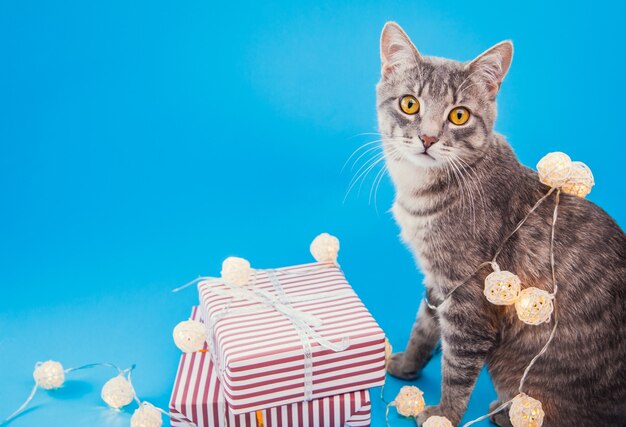 Gato atigrado gris sentado junto a cajas de regalo