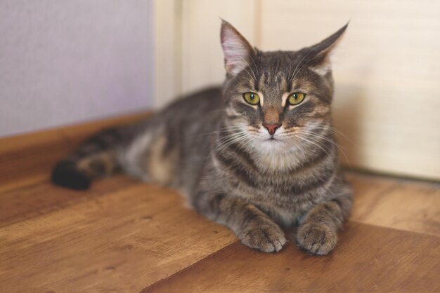 Un gato atigrado gris tirado en el suelo