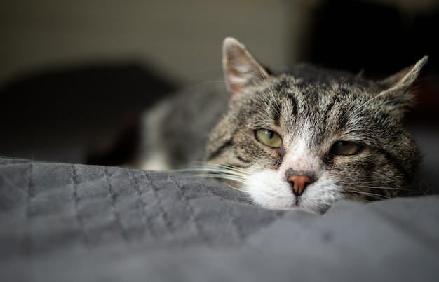 Gato atigrado gris viejo cansado con ojos verdes descansando sobre una cama blanda en casa