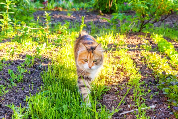 Gato atigrado hermoso doméstico de pelo corto