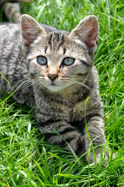 Gato atigrado con hermosos ojos verdes yace sobre la hierba