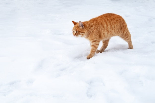 Gato atigrado de jengibre caminando sobre la nieve