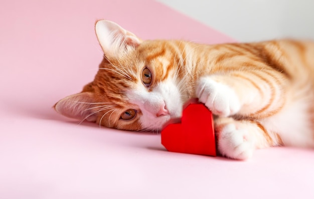 Gato atigrado de jengibre con un corazón rojo acostado sobre un fondo rosa Tarjeta de felicitación para el día de San Valentín Concepto ayuda a los animales sin hogar