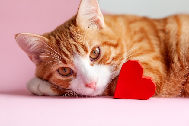 Gato atigrado de jengibre con un corazón rojo acostado sobre un fondo rosa Tarjeta de felicitación para el día de San Valentín Concepto ayuda a los animales sin hogar