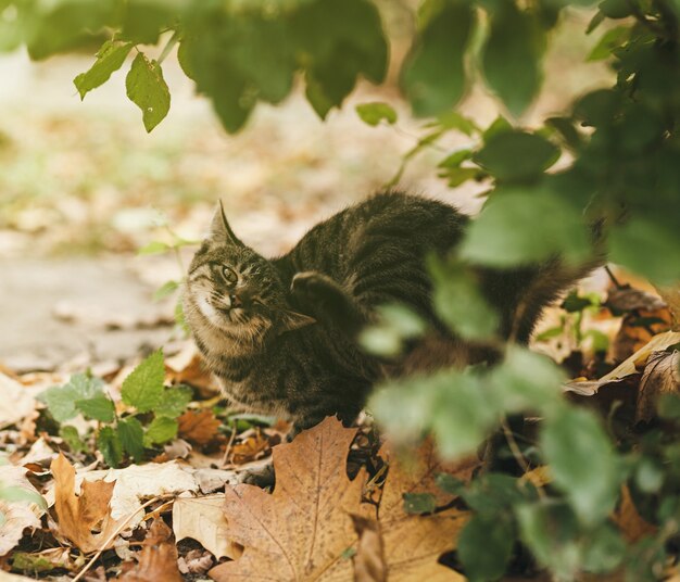 Gato atigrado joven afuera rascándose la oreja