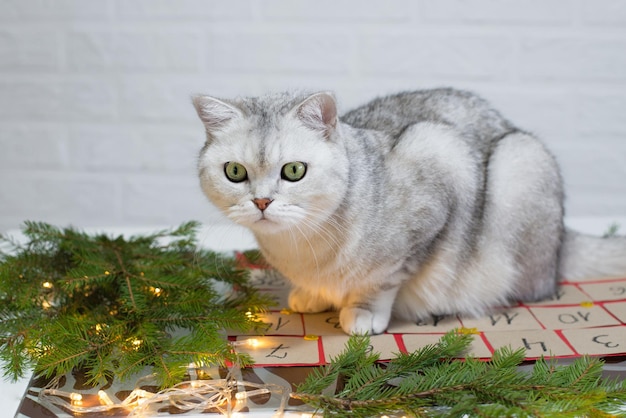 Gato atigrado juega en el árbol de Navidad, vacaciones de Navidad