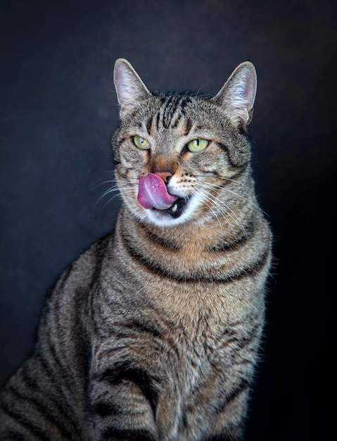 Gato atigrado con lengua fuera sobre fondo negro