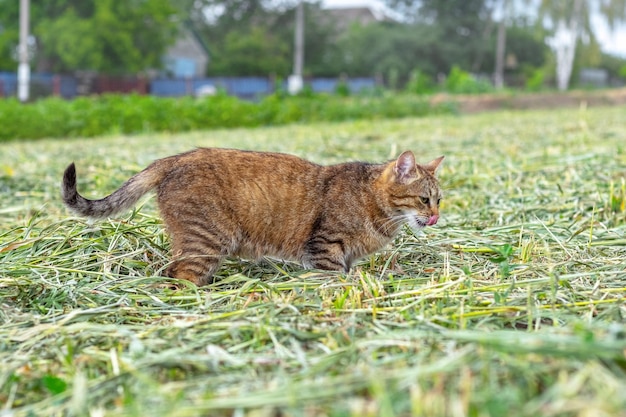 Un gato atigrado marrón camina en el jardín sobre la hierba cortada el gato está cazando