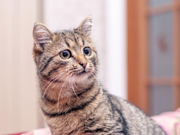 Un gato atigrado marrón está mirando fijamente algo en la habitación.