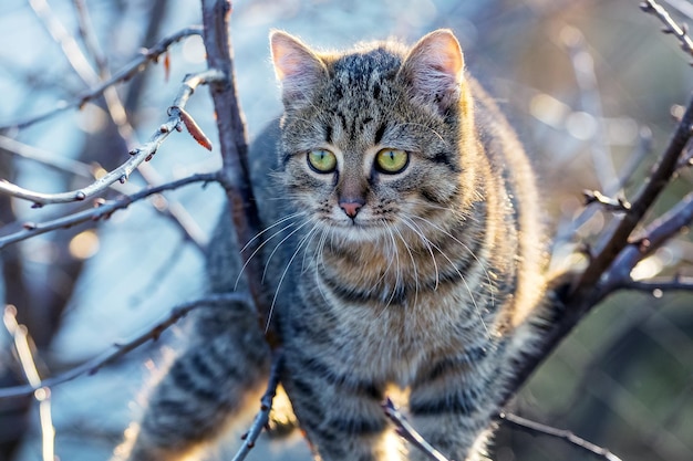 Gato atigrado marrón en el jardín en un árbol en otoño