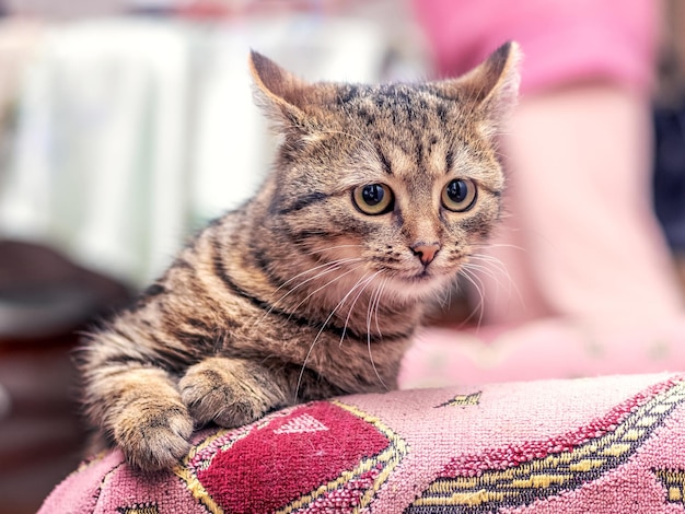 Un gato atigrado marrón con una mirada intensa concentrada en la habitación.