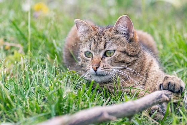 Un gato atigrado marrón yace en el jardín sobre la hierba y juega con un palo