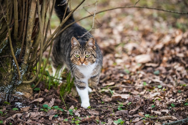 El gato atigrado de marzo de primavera va o camina sobre hojas secas. Vida en la naturaleza.