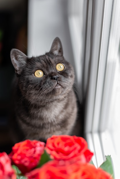 Gato atigrado negro con ojos amarillos se sienta en el alféizar de la ventana