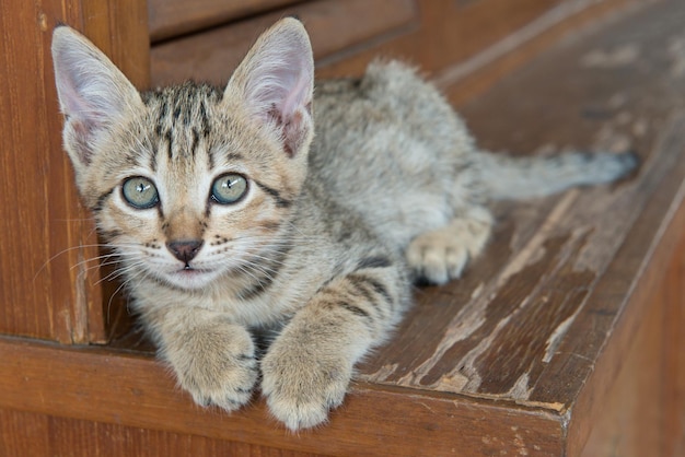 Gato atigrado con ojos verdes tumbado en la despensa de madera