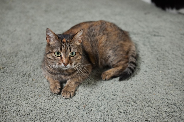 Gato atigrado con ojos verdes yace cómodamente sobre una alfombra