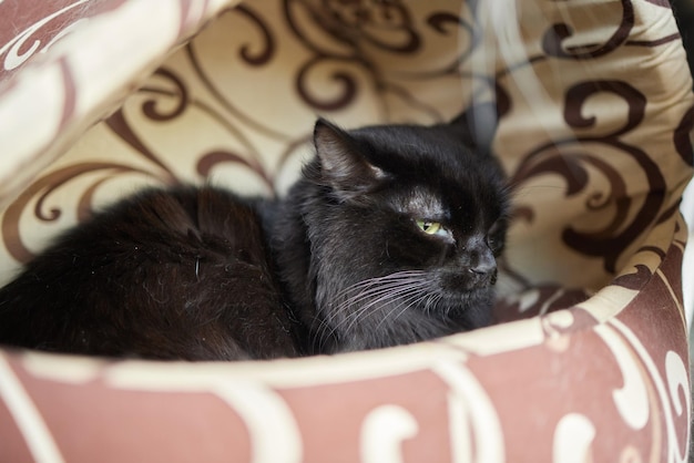 Gato atigrado con ojos verdes yace cómodamente sobre una alfombra