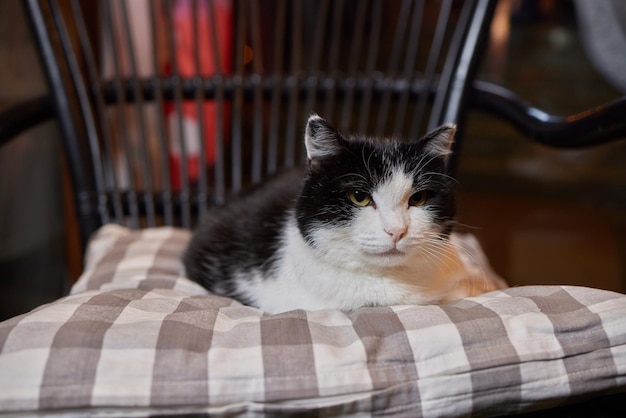 Gato atigrado con ojos verdes yace cómodamente sobre una alfombra