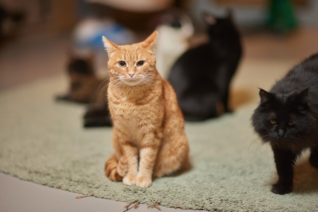 Gato atigrado con ojos verdes yace cómodamente sobre una alfombra