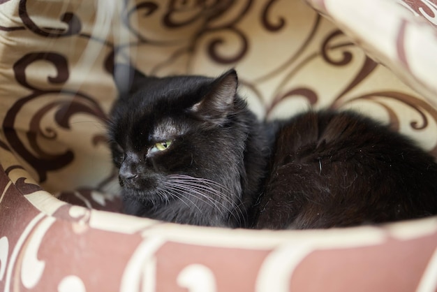 Gato atigrado con ojos verdes yace cómodamente sobre una alfombra