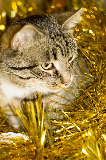 Foto gato atigrado y oropel amarillo