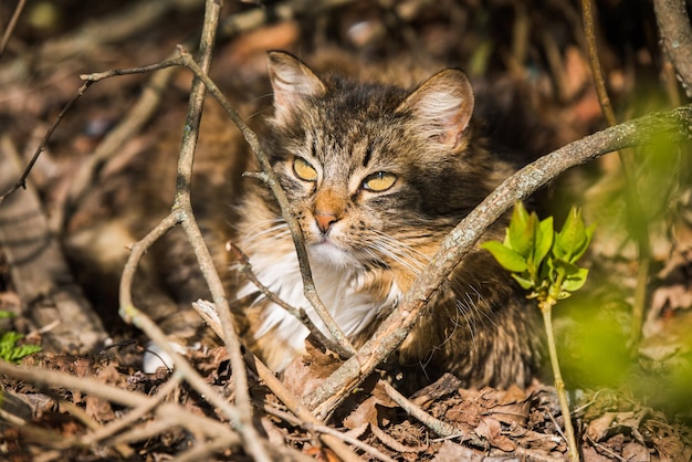 El gato atigrado en el parque de la ciudad miró a los pájaros que volaban en el fondo de la primavera.