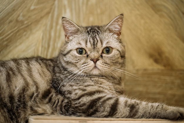 Gato atigrado de pelo corto británico mirando a la cámara