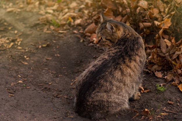 Gato atigrado rayado acostado sobre las hojas en otoño. Gato atigrado rayado en el otoño en hojas de otoño amarillo anaranjado rojo.