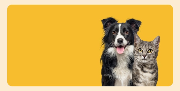 Gato atigrado de rayas grises y un perro border collie con expresión feliz juntos en una pancarta de fondo amarilla enmarcada mirando a la cámara