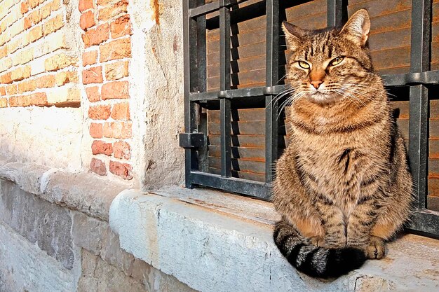 Gato atigrado sentado en el alféizar de la ventana de piedra al aire libre con mirada mandón