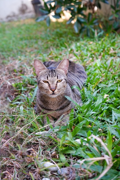 gato atigrado sentado en la hierba