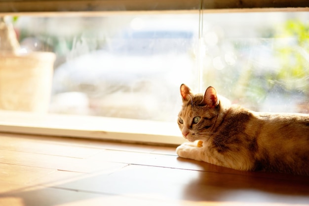 Gato atigrado tumbado en el suelo