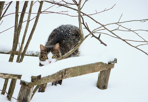 Gato ativo jovem preto e branco, andando na neve.