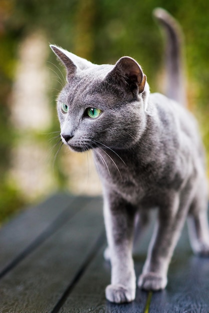 Gato azul británico de pelo corto acostado y sentado en una mesa de madera en un jardín verde