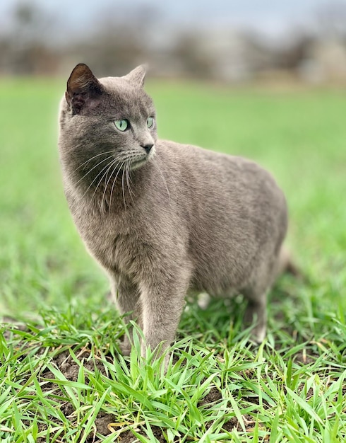 Un gato azul se para en la hierba y mira a la cámara.