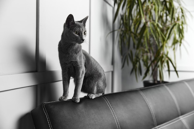 Gato azul ruso gris sentado en un sofá de cuero negro
