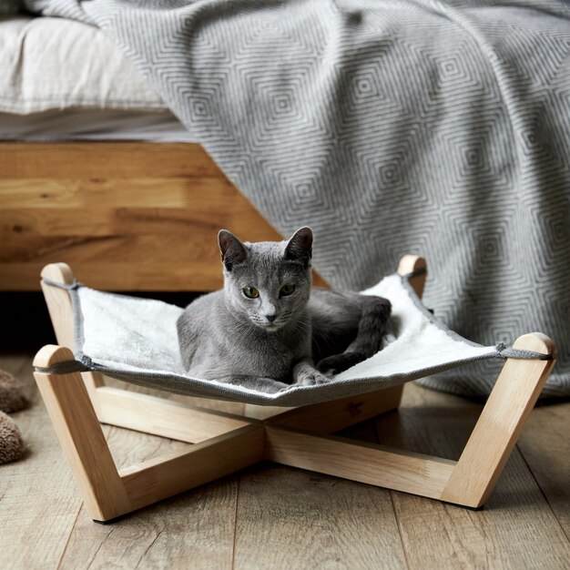 Foto un gato azul ruso gris yace en una cama hamaca especial para gatos