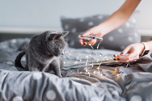 Gato azul ruso con luces de Navidad, enfoque selectivo