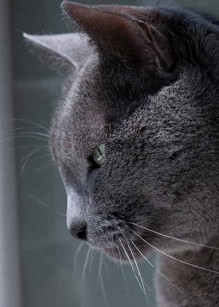 Gato azul ruso mira por la ventana con una actitud escéptica, sabia e indiferente