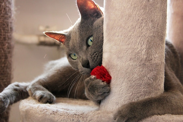 Gato azul russo brincando com um brinquedo vermelho na espreguiçadeira