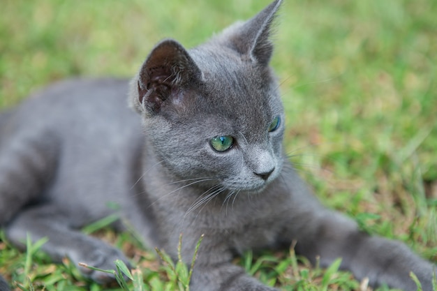 Gato azul russo. Um pequeno gatinho cinza com pedigree de olhos verdes sentado na grama