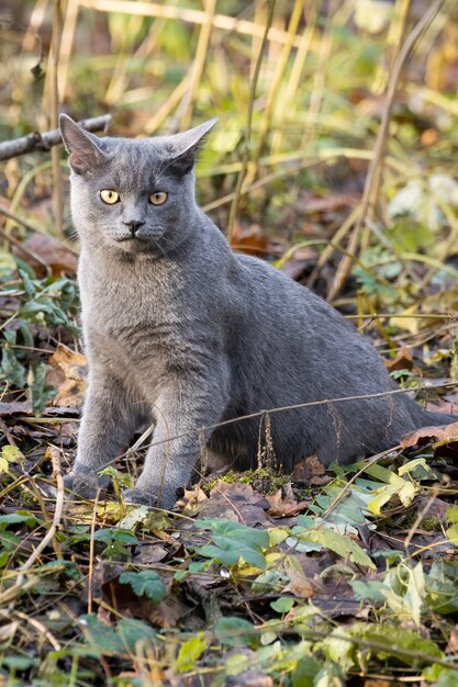 Foto gato azul russo