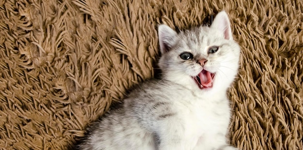 Gato bebé británico o gatito acostado y lamiendo la nariz