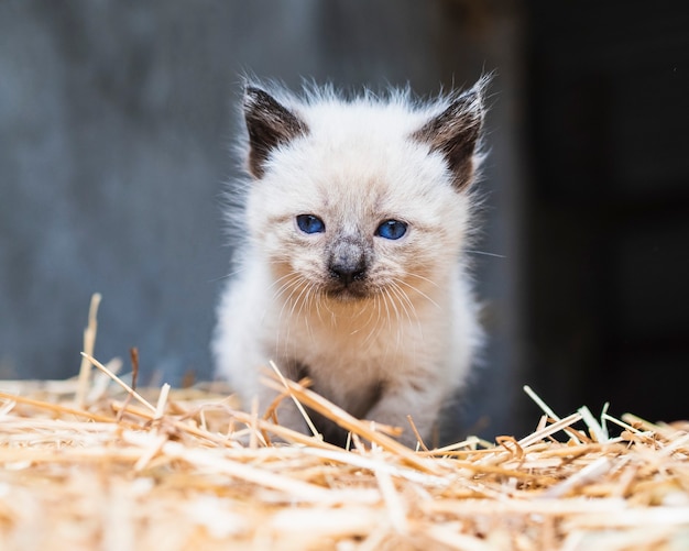 Un gato bebé con ojos azules caminando.