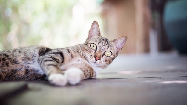 Gato bebê pata brincar casa de estimação gatinho gato comida miau gatinho olhando whisker fiel