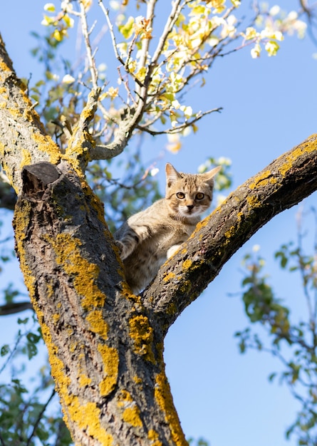 Gato bebê preso em uma árvore