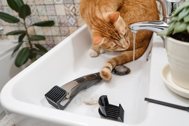 Gato bebendo calmamente água da pia do banheiro