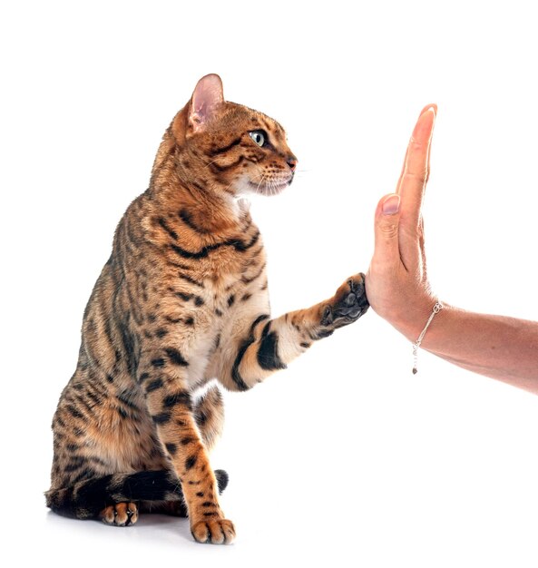 el gato bengal en el estudio