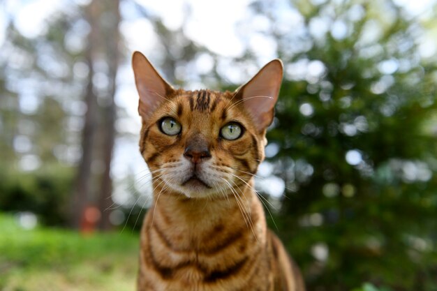 Gato de Bengala adulto sobre fondo de naturaleza al aire libre en verano.